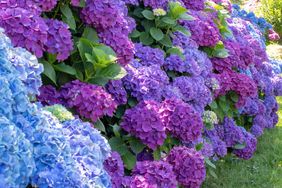 A vibrant bush of hydrangea flowers in full bloom displaying various shades