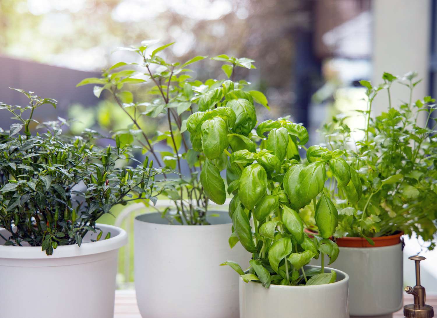 4 white pots with herbs near a window indoors