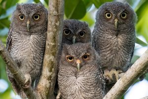 four Eastern screech owl (Megascops asio) perched on tree branches