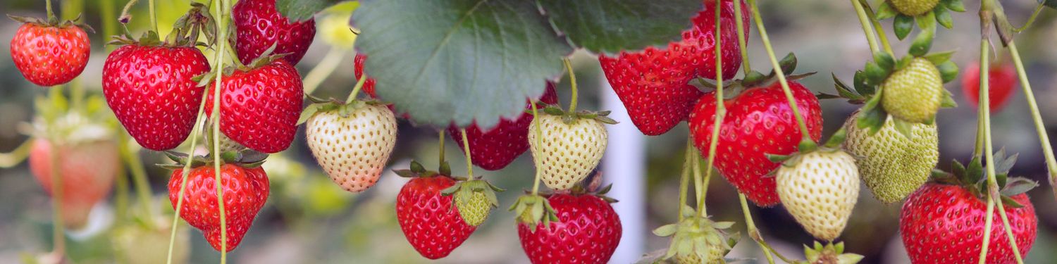 Strawberries growing on plants with ripe and unripe fruit visible hanging from green foliage