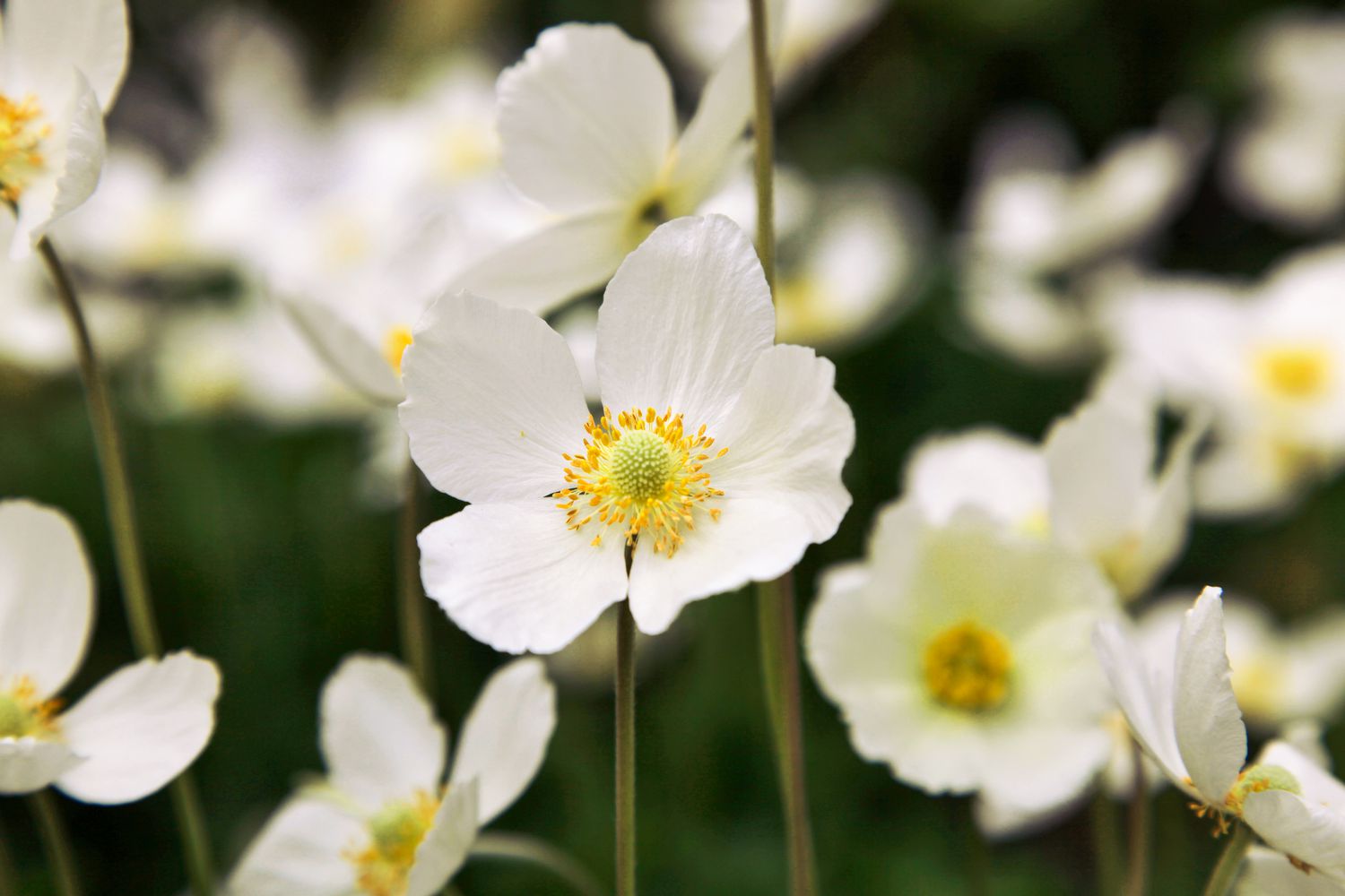Japanese Anemone
