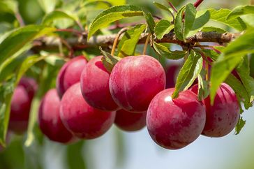 Alderman plums