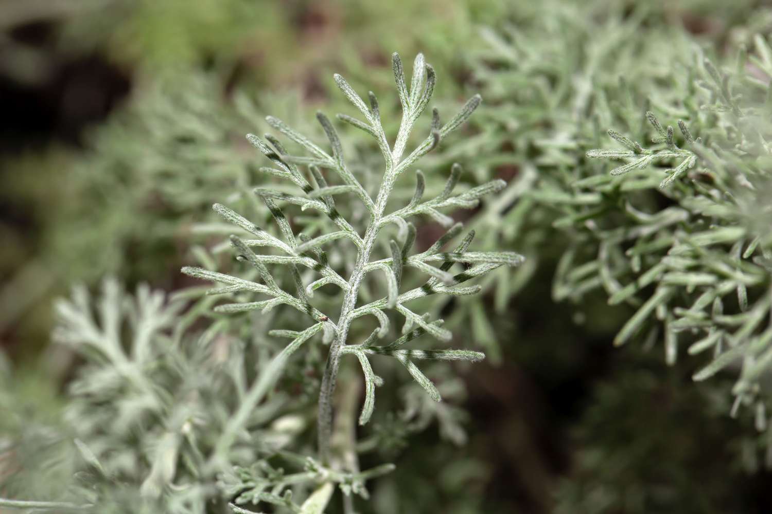Closeup of a plant with fine needlelike leaves