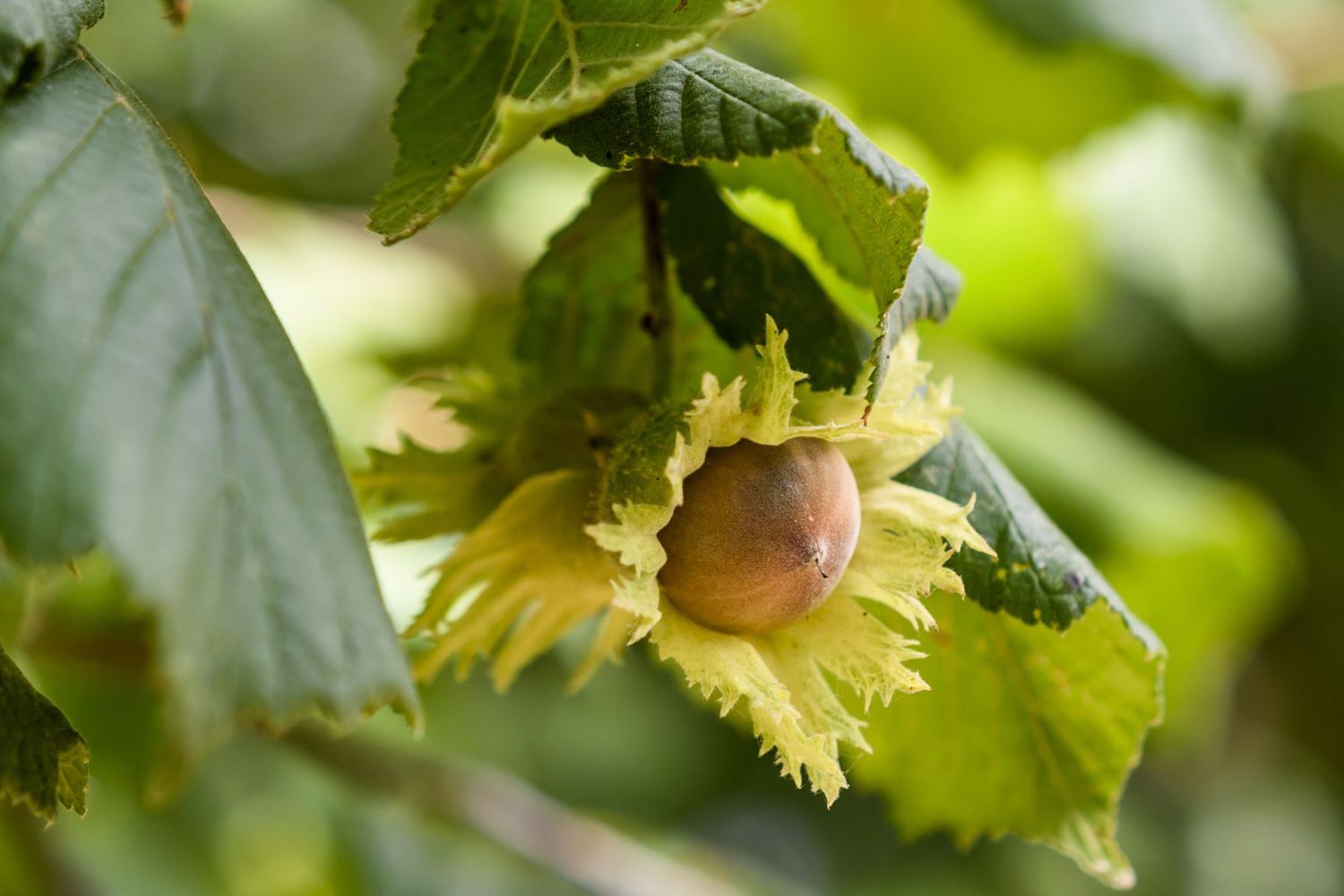 Closeup of a hazelnut growing on a tree with surrounding leaves