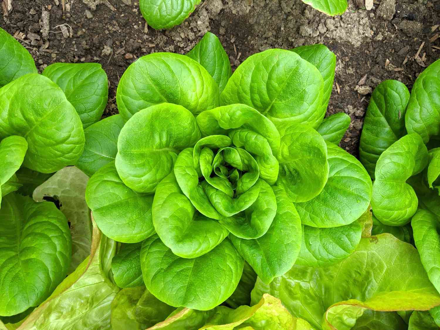 Lettuce growing in the ground
