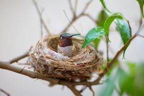 A bird sitting in a nest on a branch
