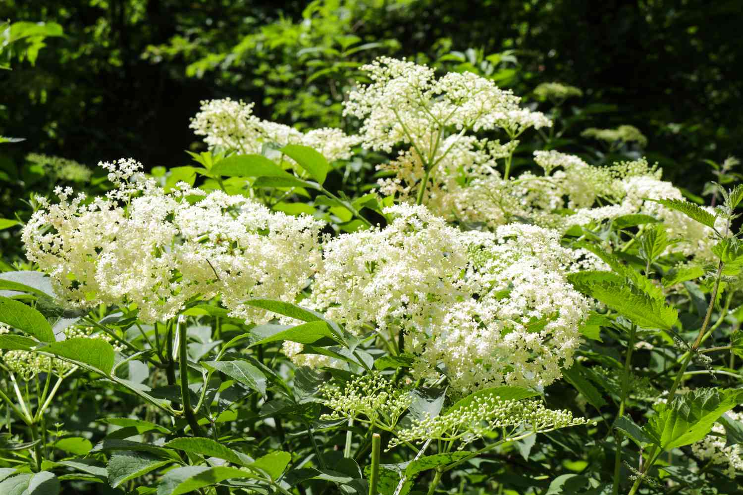 white blooms on elderberry tree