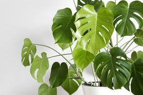 Monstera deliciosa or Swiss cheese plant in a white flower pot stands on a white wood table
