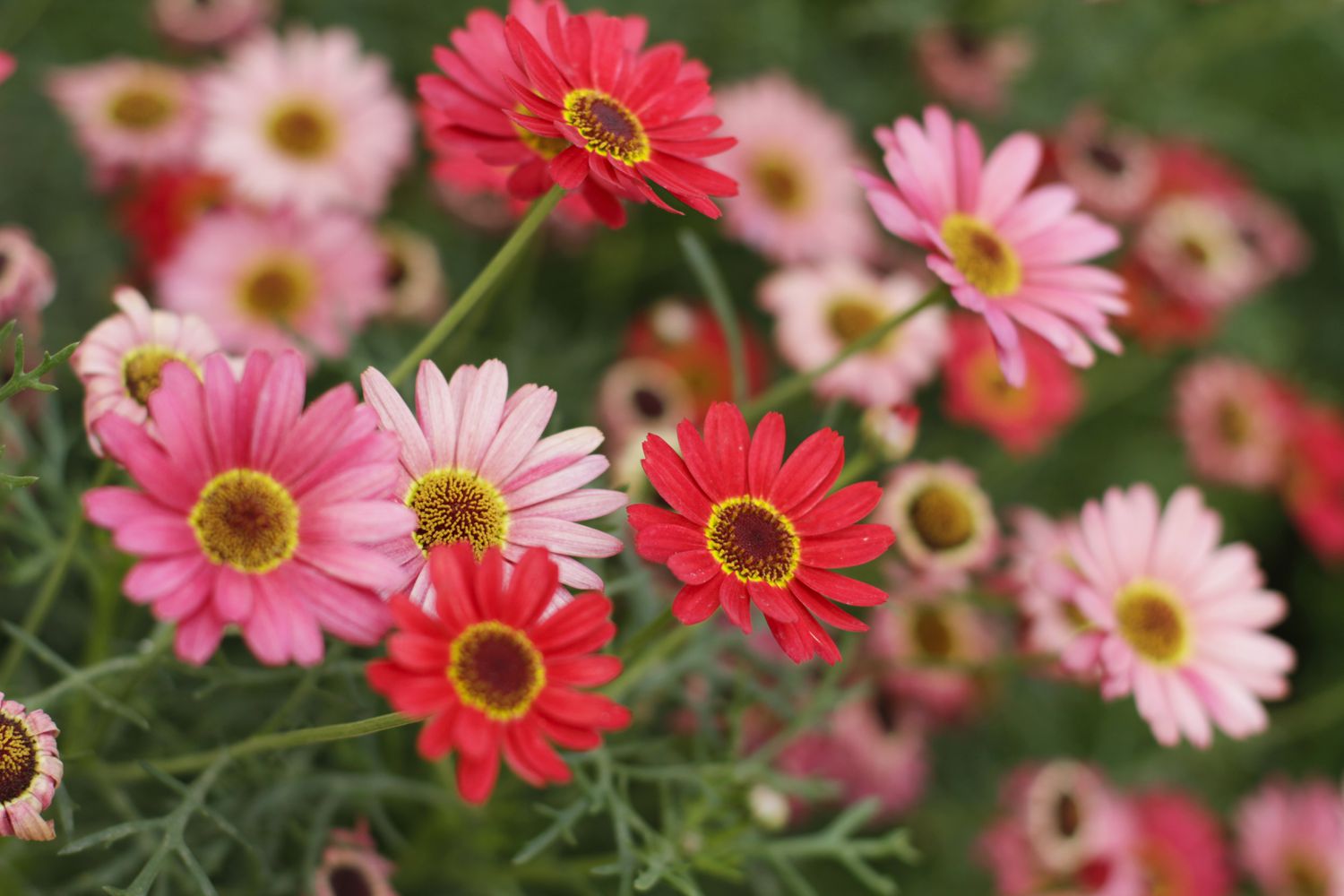 Close-Up Of Pink and Red Daisy Flowers