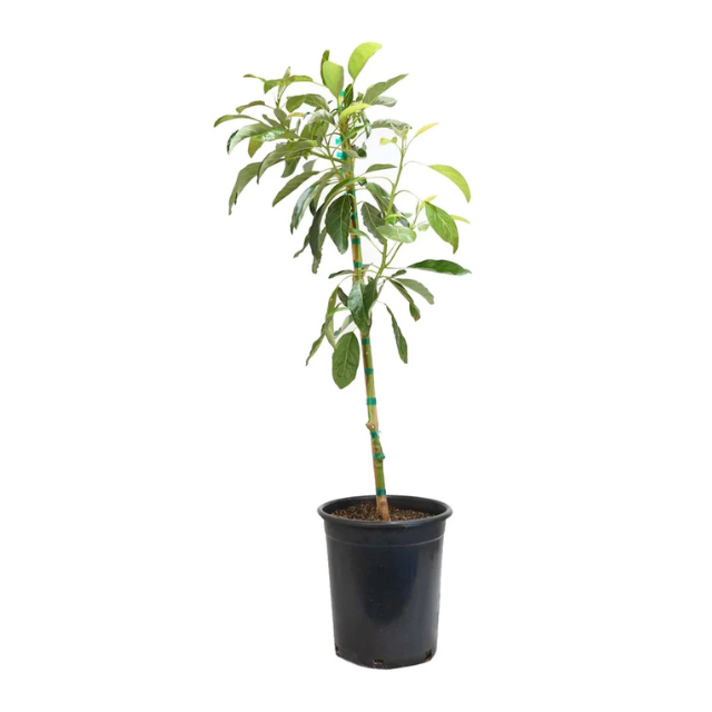A young tree in a black plastic pot leaves and branches are visible with a green support stake tied to the trunk