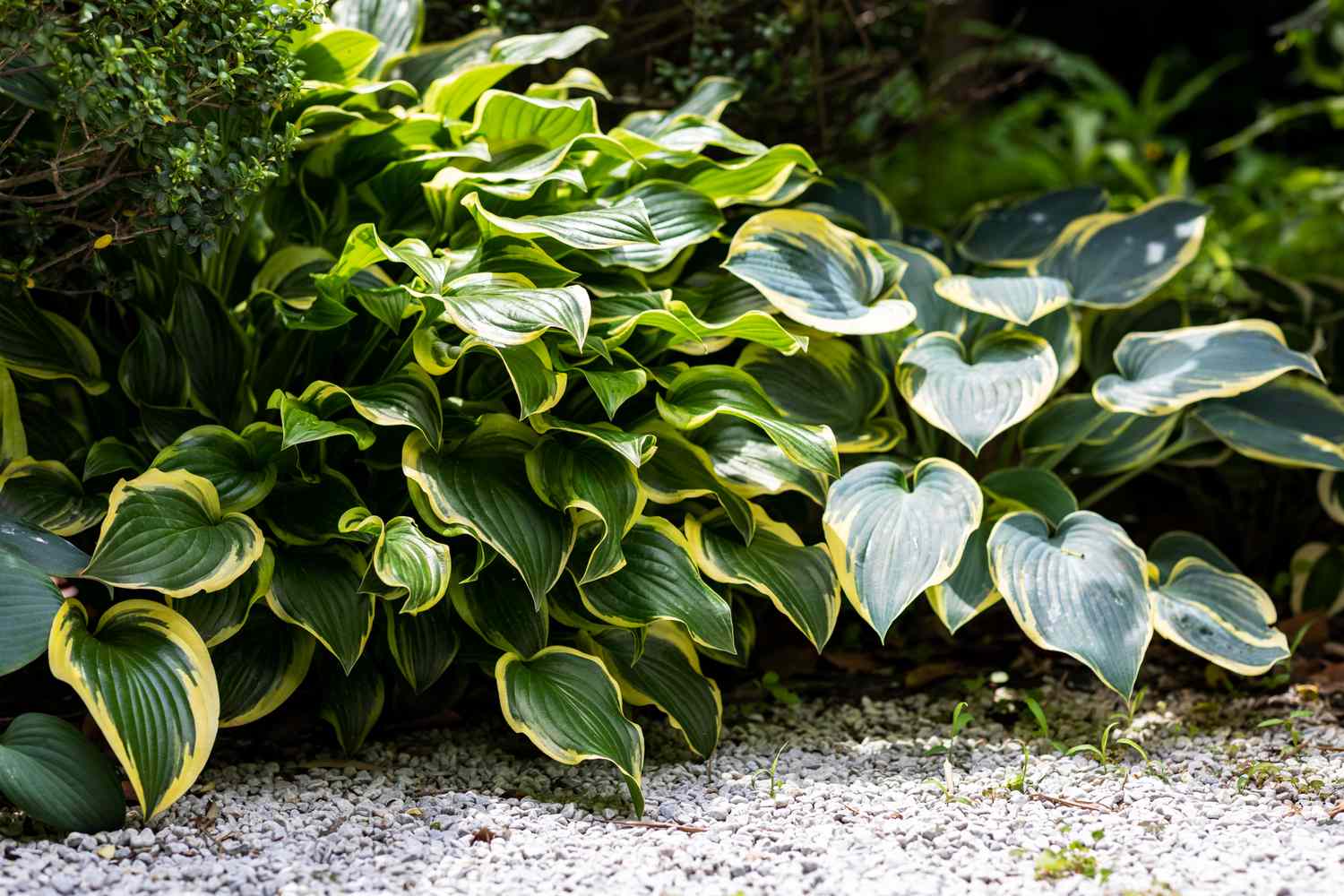 A group of hosta plants with large leaves in a garden setting