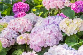 A cluster of blooming hydrangea flowers surrounded by green foliage featuring various light and darker shades