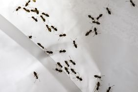 Several ants walking on a white surface viewed from above forming dispersed groups and moving in various directions