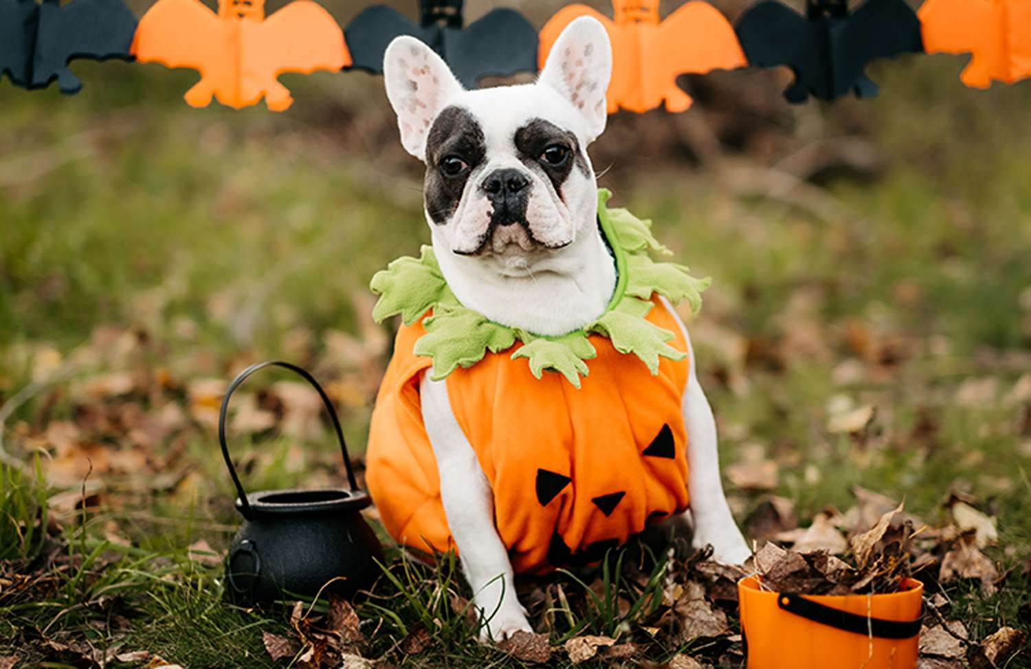 Dog in pumpkin costume