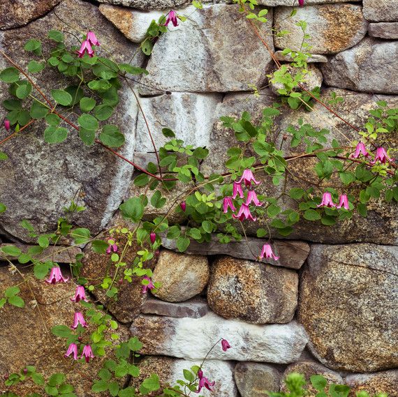 stone wall pink flowers roses