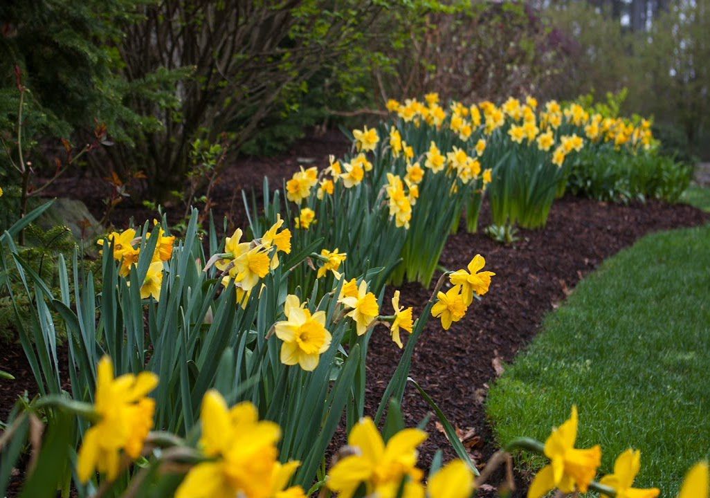 daffodils in a garden with soil and grass