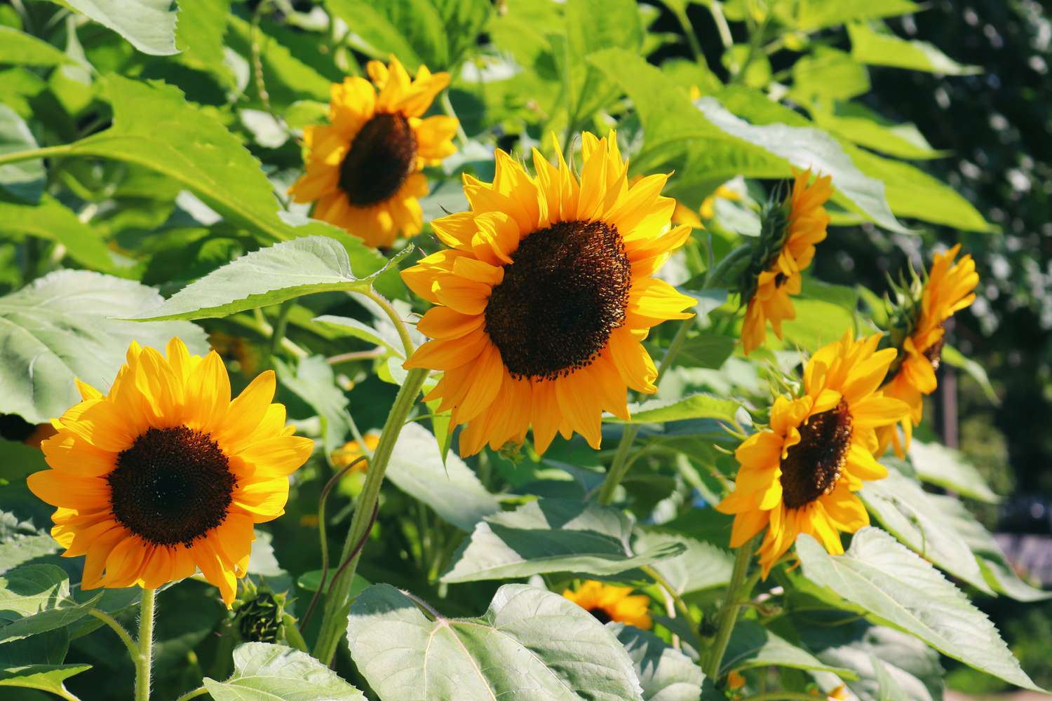 closeup of sunflowers in sunny garden