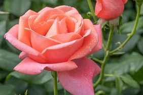 Coral pink rose