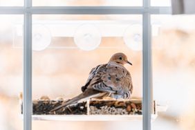 mourning dove bird sitting perched on a glass window feeder