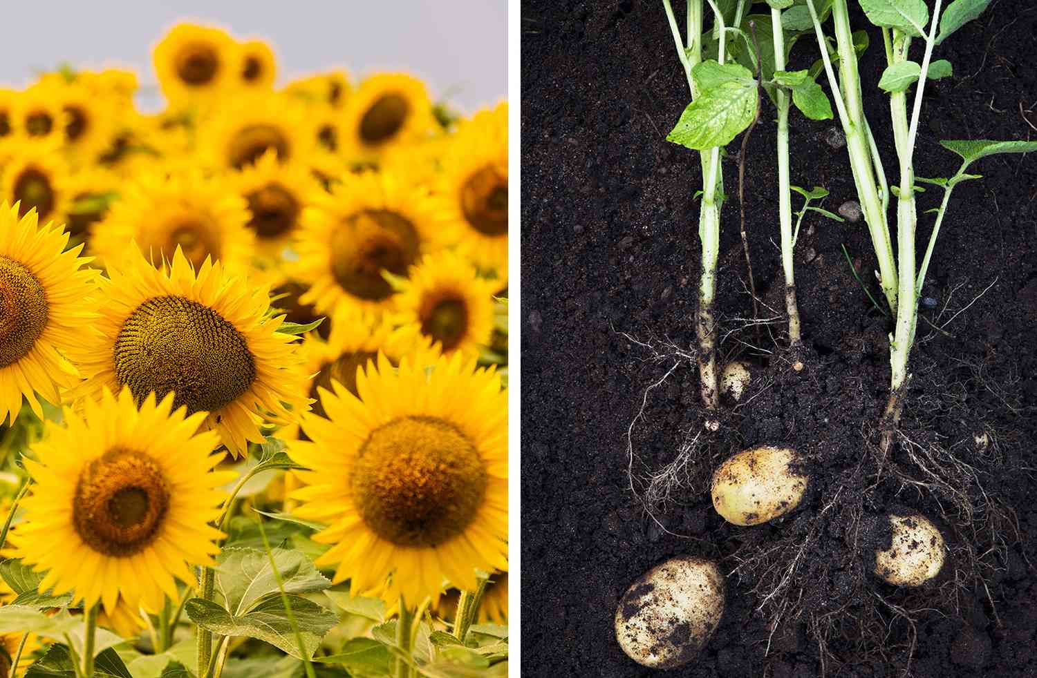 Sunflowers and potatoes