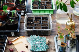seedlings and potted plants in garden shed