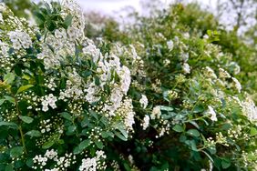 A bush covered with small blooming flowers in an outdoor setting
