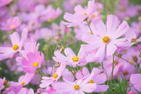 Cosmos