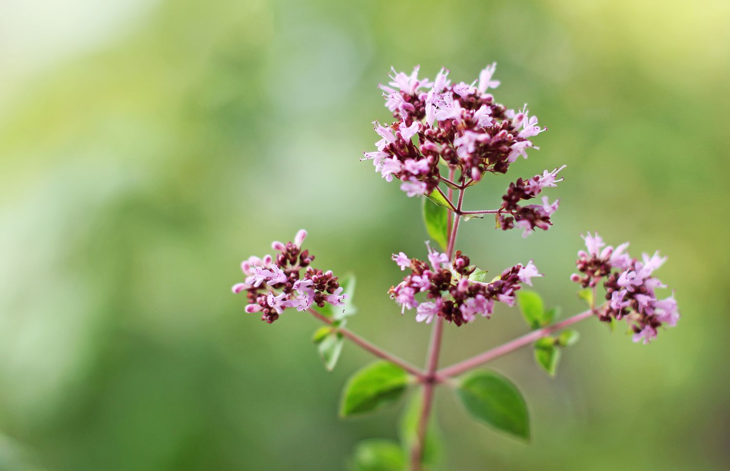 Oregano flowers
