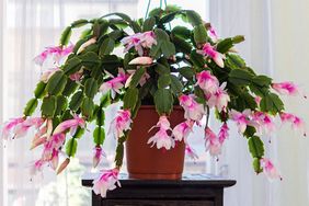 A potted Christmas cactus with its distinctive pink and white flowers in full bloom placed on a dark wooden surface indoors