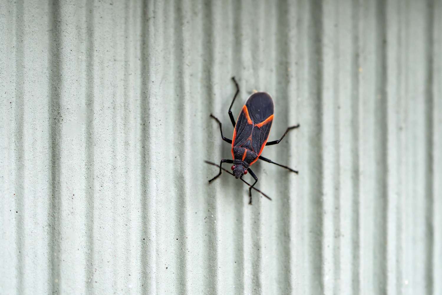 Eastern box elder bug (Boisea trivittata) in springtime.