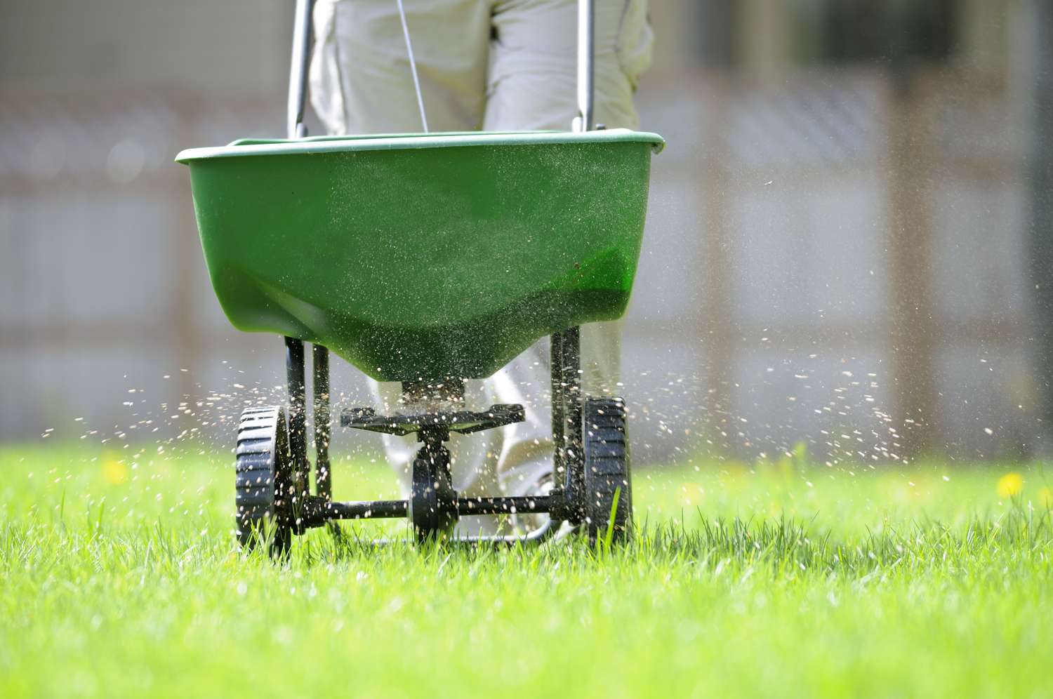 fertilizing lawn