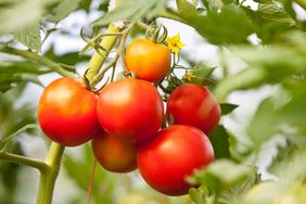 tomatoes growing on a vine