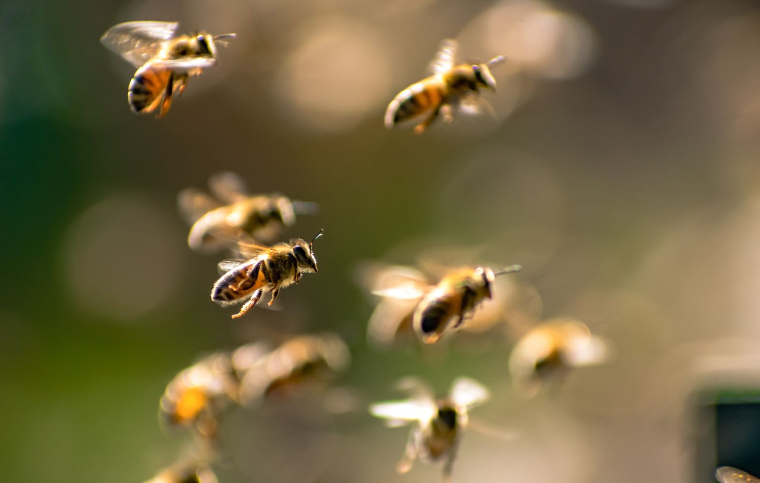A group of bees flying with a blurred natural background