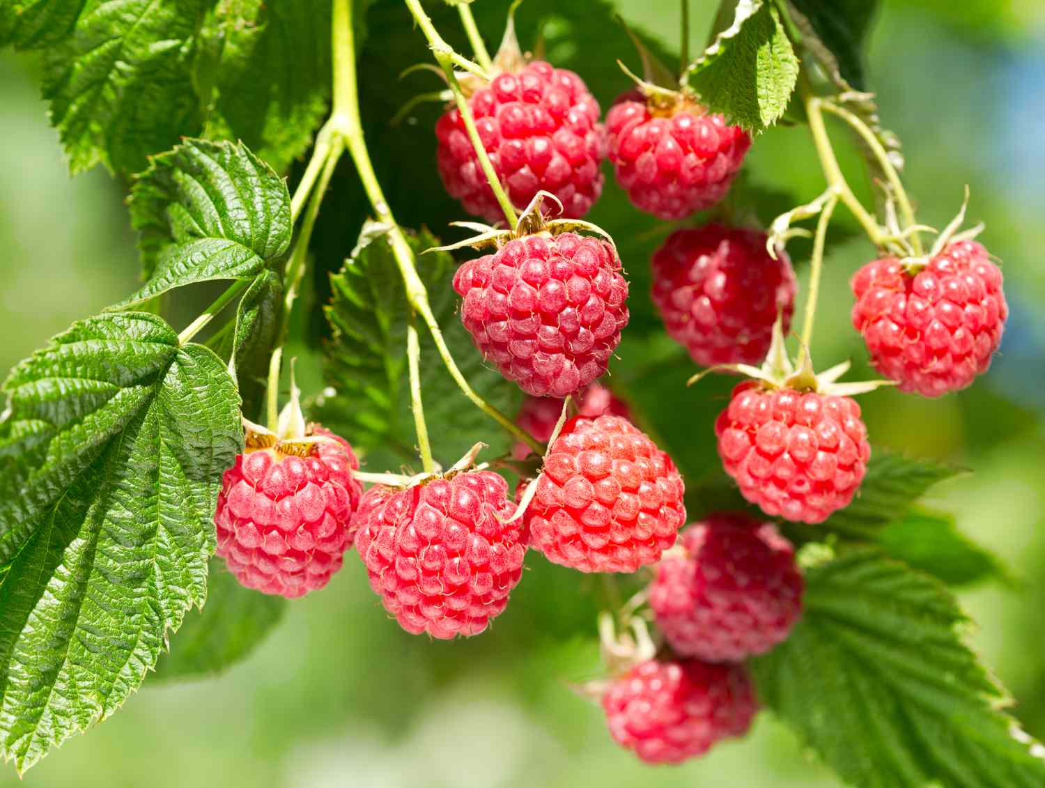 branch of ripe raspberries in a garden