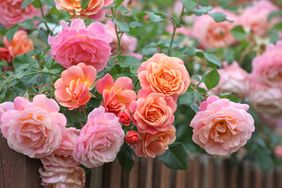 Cluster of roses in bloom near a wooden fence