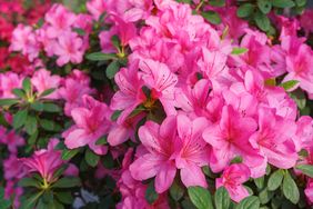 Blooming pink japan Azalea Ericaceae flowers, rhododendron flower macro, background. Evergreen decorative plant outdoor or in orangery in botanical garden. Gardeining, plant breeding