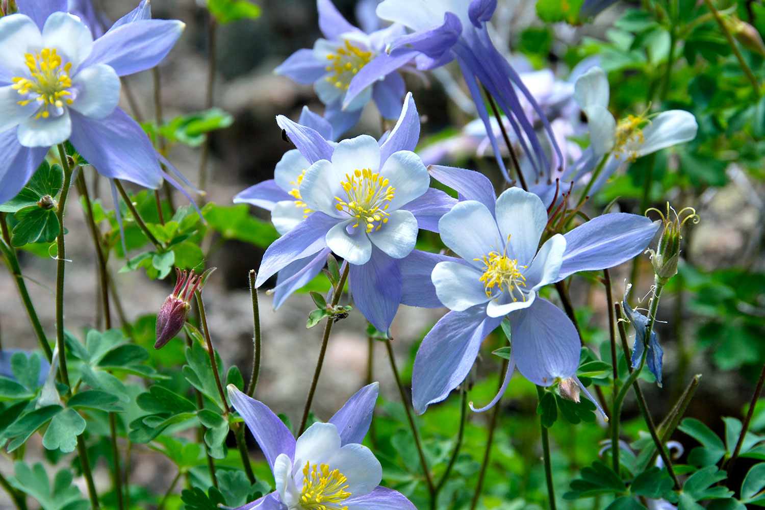 Rocky Mountain Blue Columbine