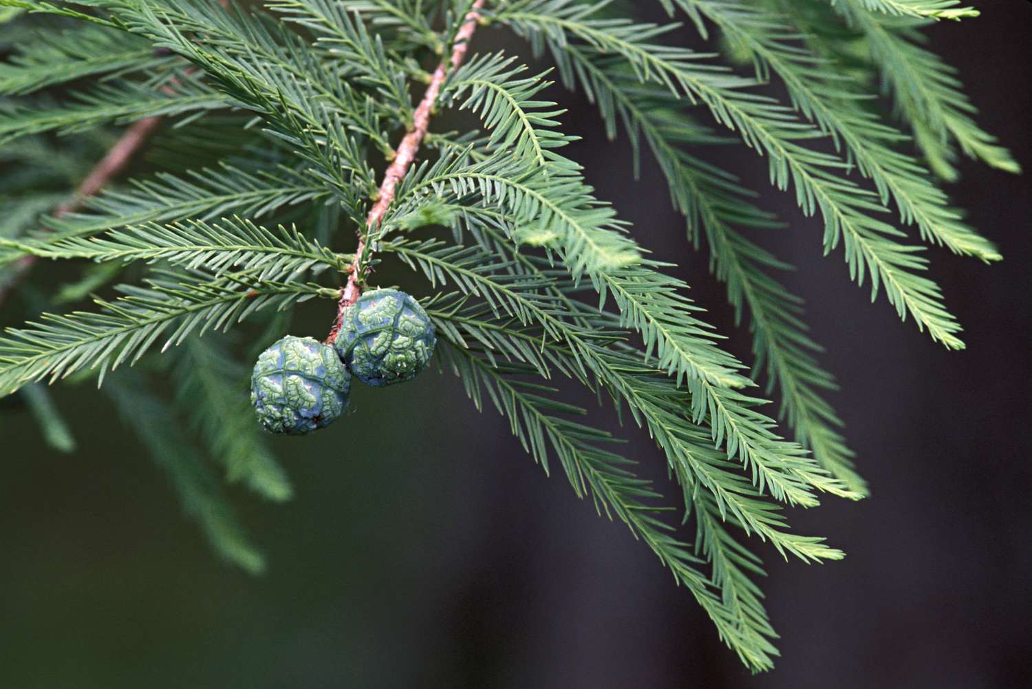 Closeup of cones on a Bald Cypress, Taxodium distichum
