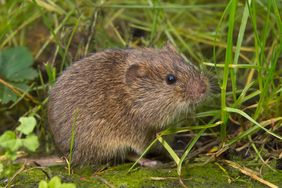 Field vole (Microtus agrestis)