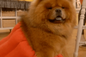 dog in pumpkin costume