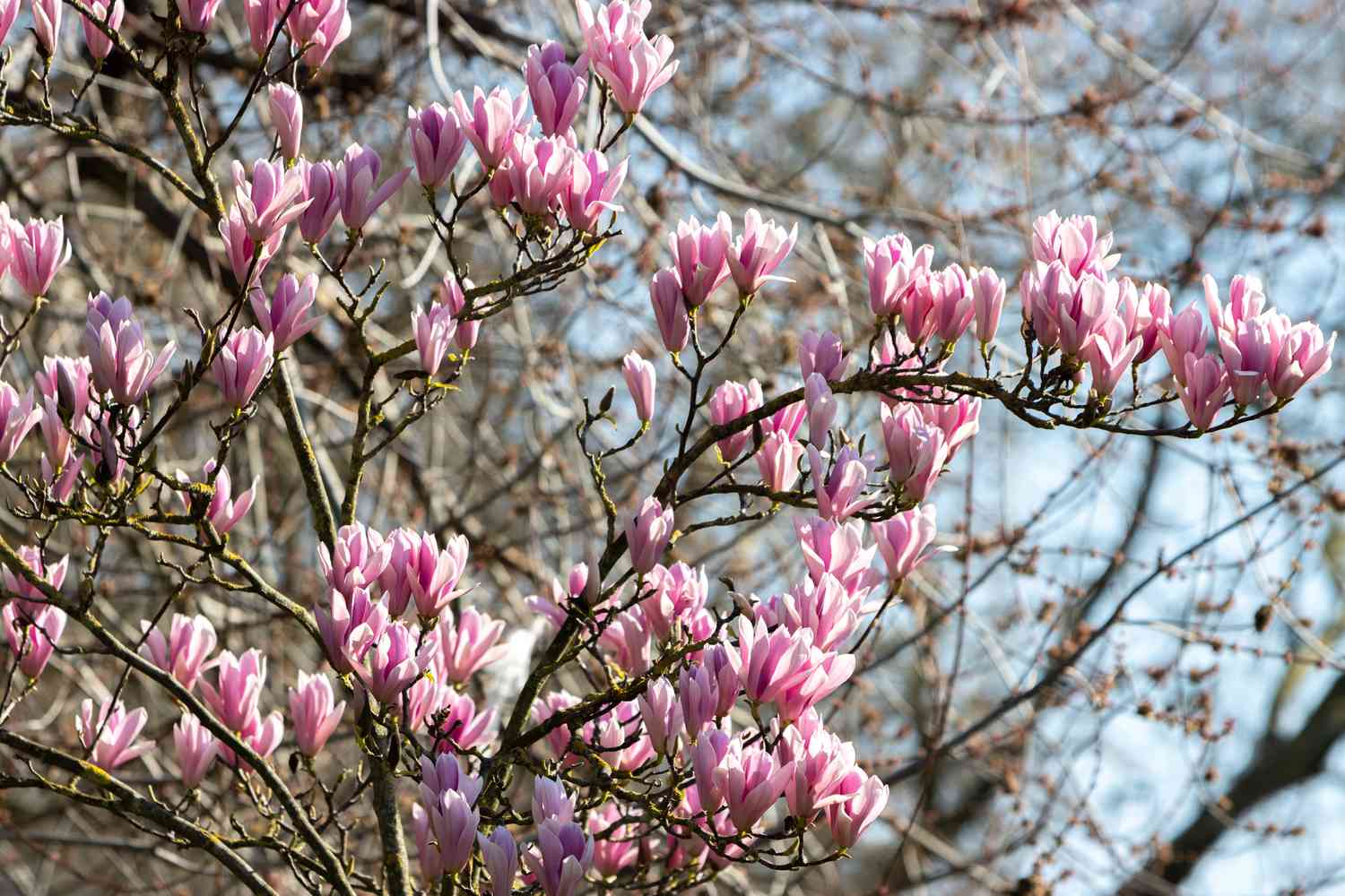 A tree branch with numerous blossoms in a natural outdoor setting
