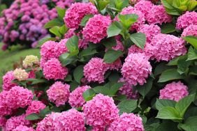 Hydrangea flowers in full bloom displaying large clusters of blossoms and lush green leaves