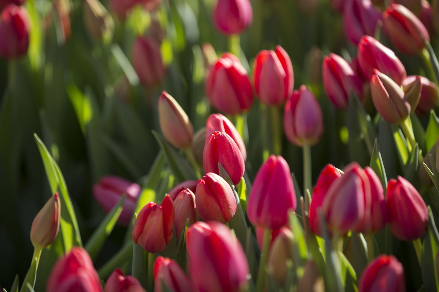 red tulips
