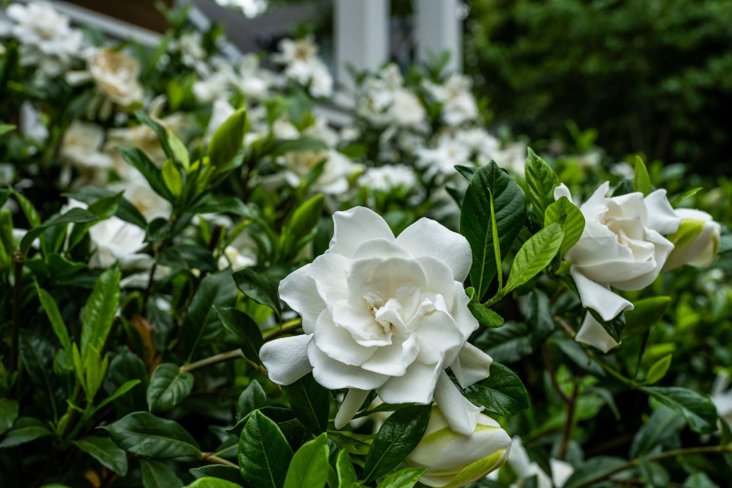 Gardenias