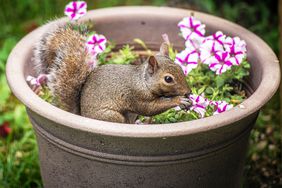 squirrel in flower pot