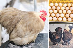 Martha's new chickens