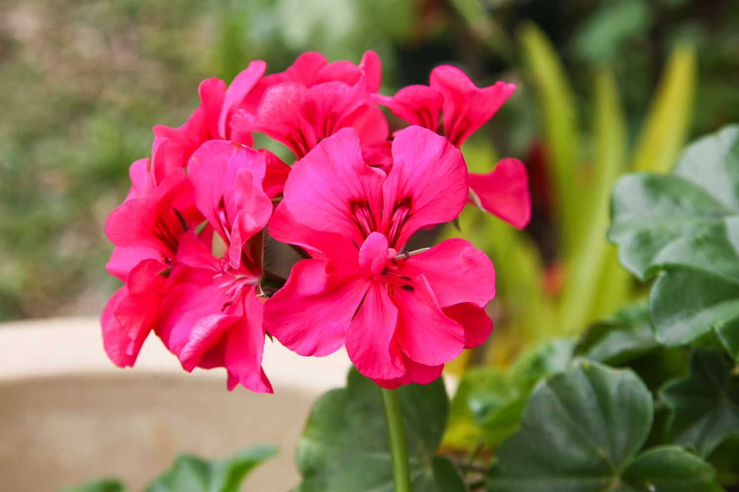 Pelargonium Geranium