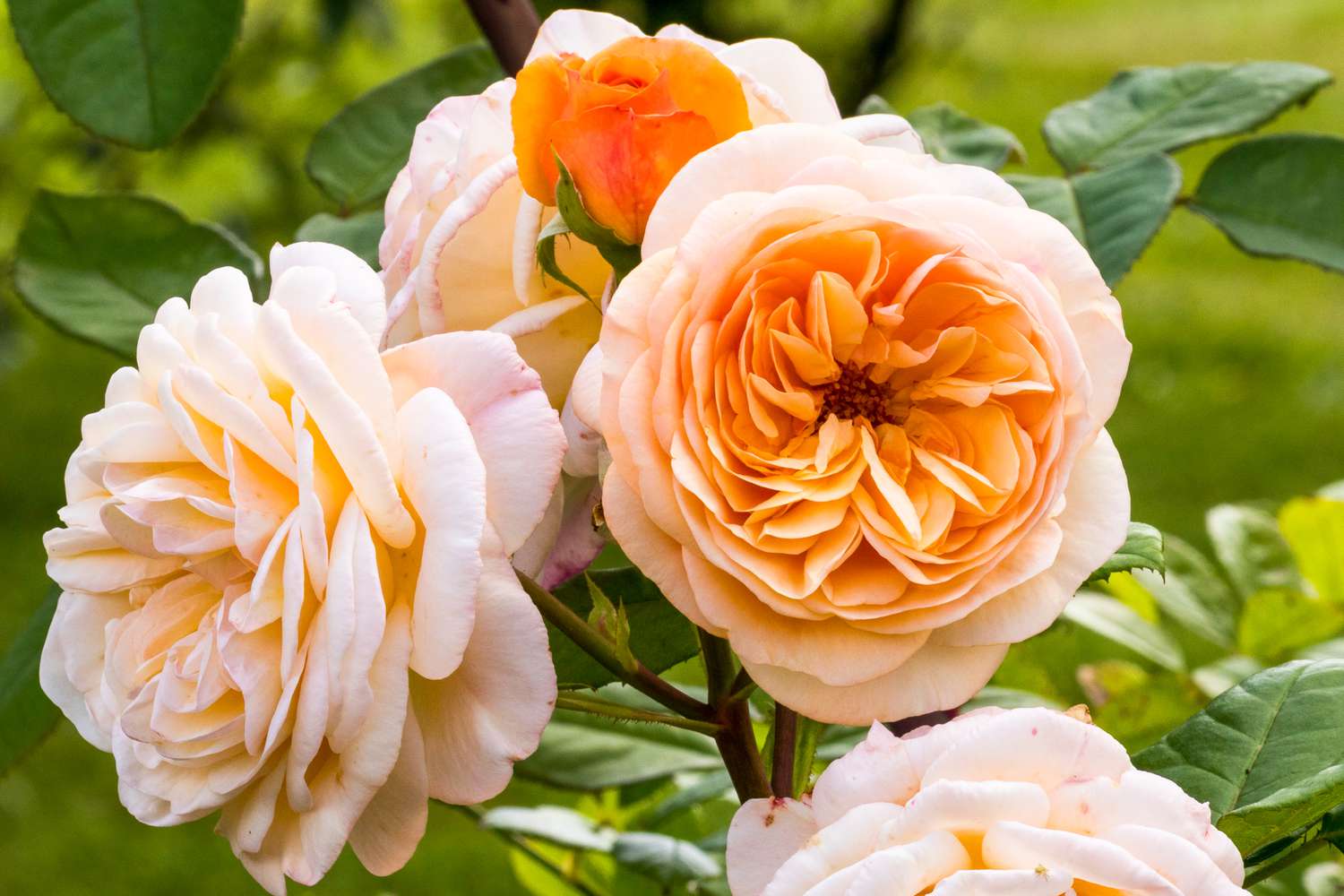 Carding Mill David Austin Rose