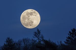 Full moon rising above treetops at night