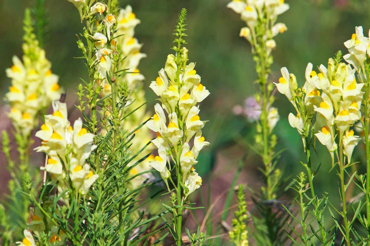 Toadflax